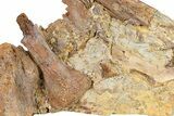 Fossil Dinosaur Teeth, Bones & Tendons in Sandstone - Wyoming #292583-3